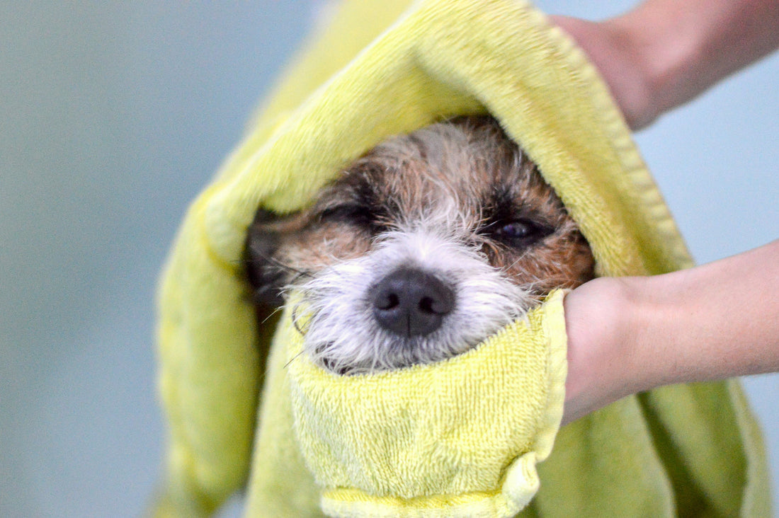 How to Bathe a Dog the Right Way, According to a Veterinarian