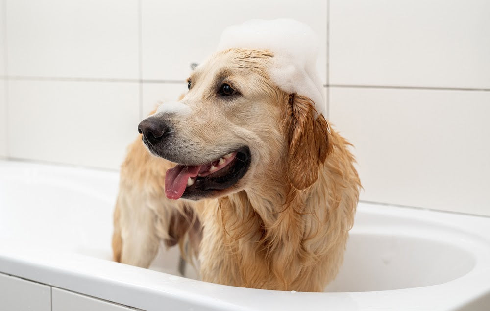 Grooming Supplies